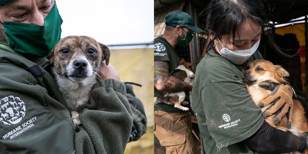 200 Dogs Rescued In South Korean Dog Farms
