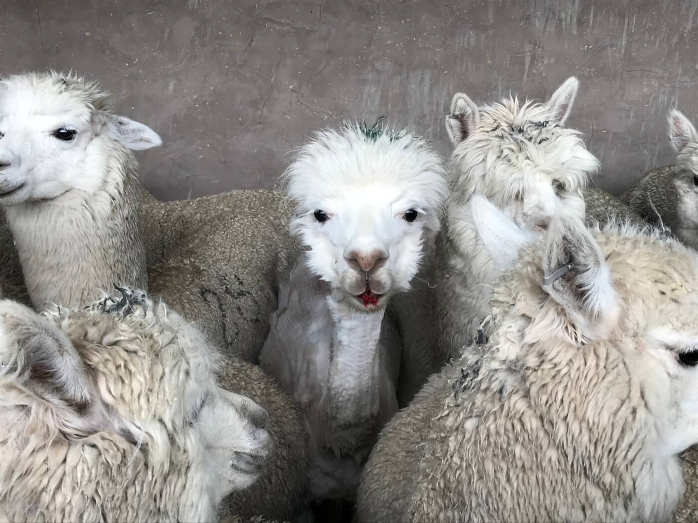 Exploitation Of Alpacas