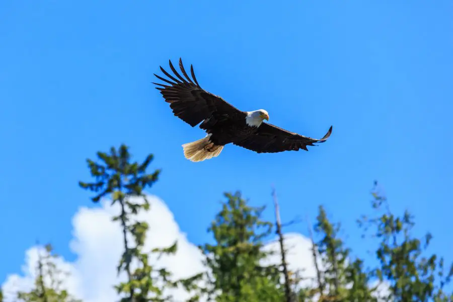Bald eagle in flight, Alaska. United States of America.