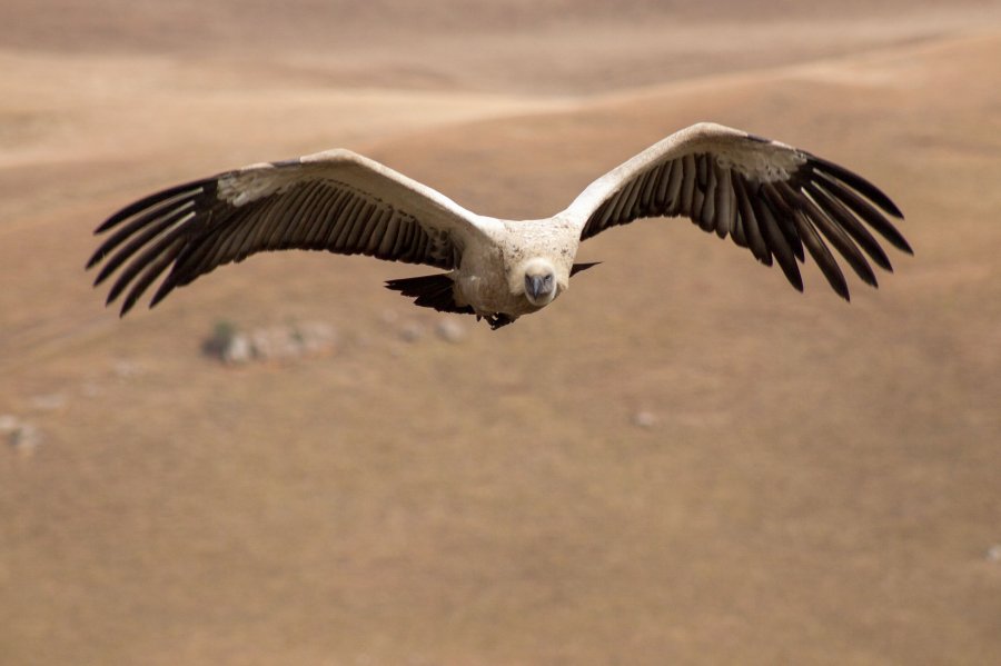 Cape Vulture