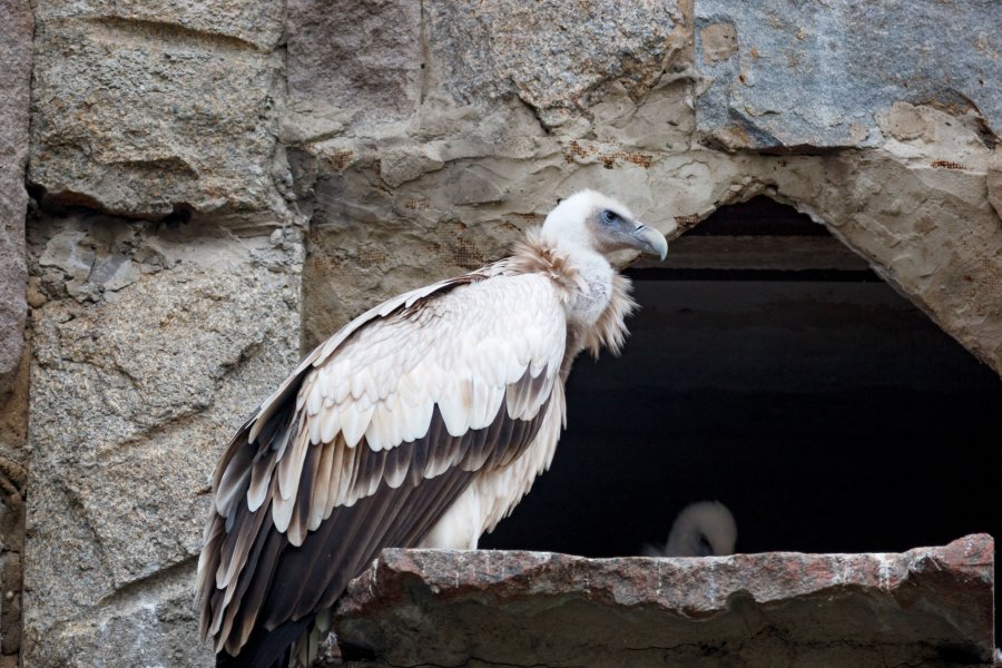 Himalayan vulture