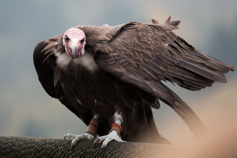 Hooded Vulture