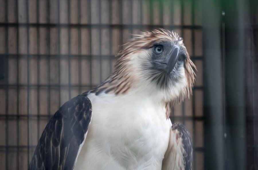 A Philippine Eagle also known as the Monkey-eating Eagle