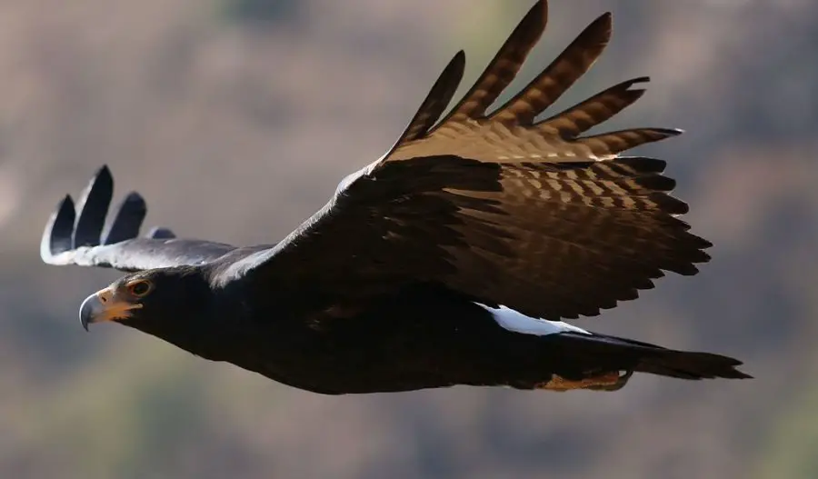 Verreauxs Eagle Black Eagle Aquila verreauxii at Walter Sisulu National Botanical Garden Gauteng South Africa 28825016213