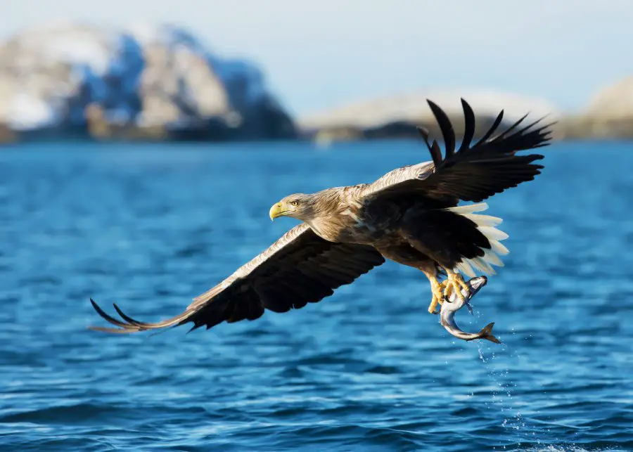 White-tailed sea Eagle (Haliaeetus albicilla), catching a fish, Norway.