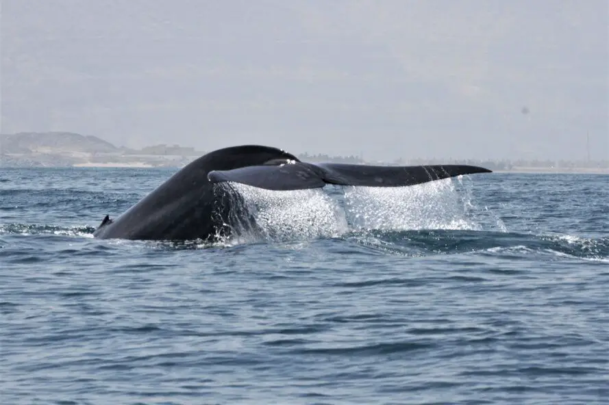 Blue Whale Songs in the Indian Ocean