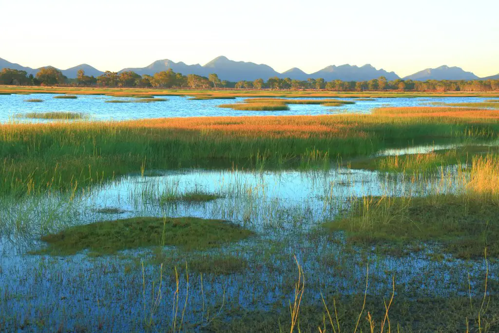 Australian Wetland