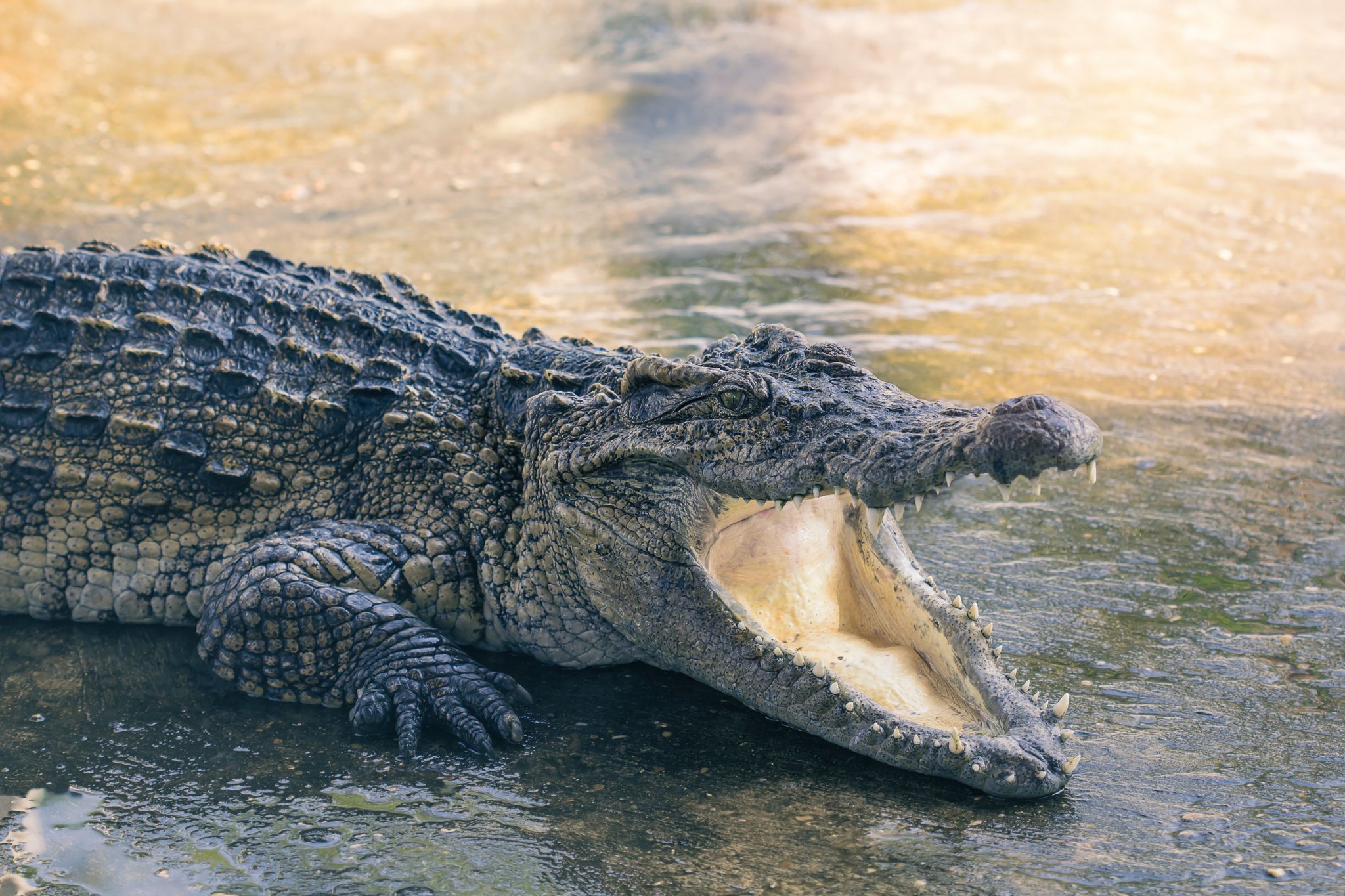 study-explains-why-crocodiles-today-look-the-same-as-they-did-200