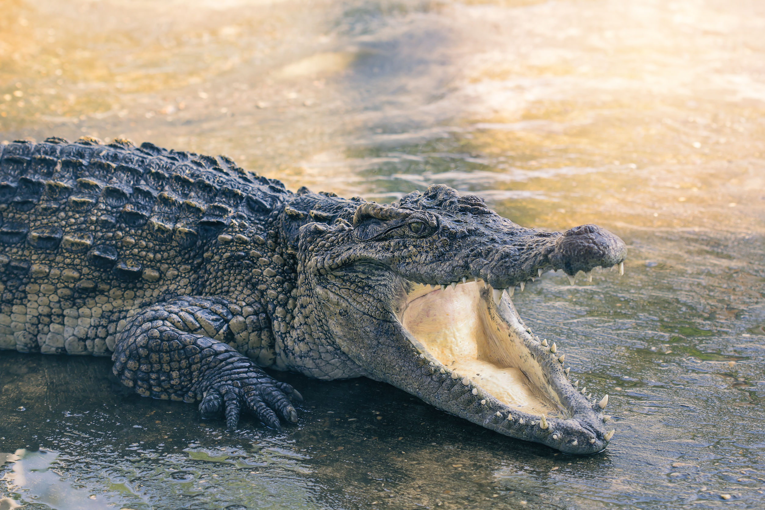 Footage Shows Crocodiles Skinned Alive For Louis Vuitton Purses