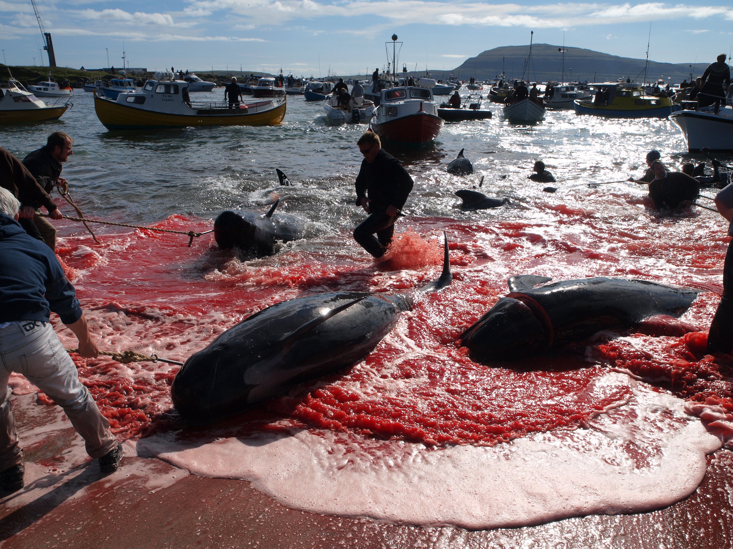 dolphin slaughter