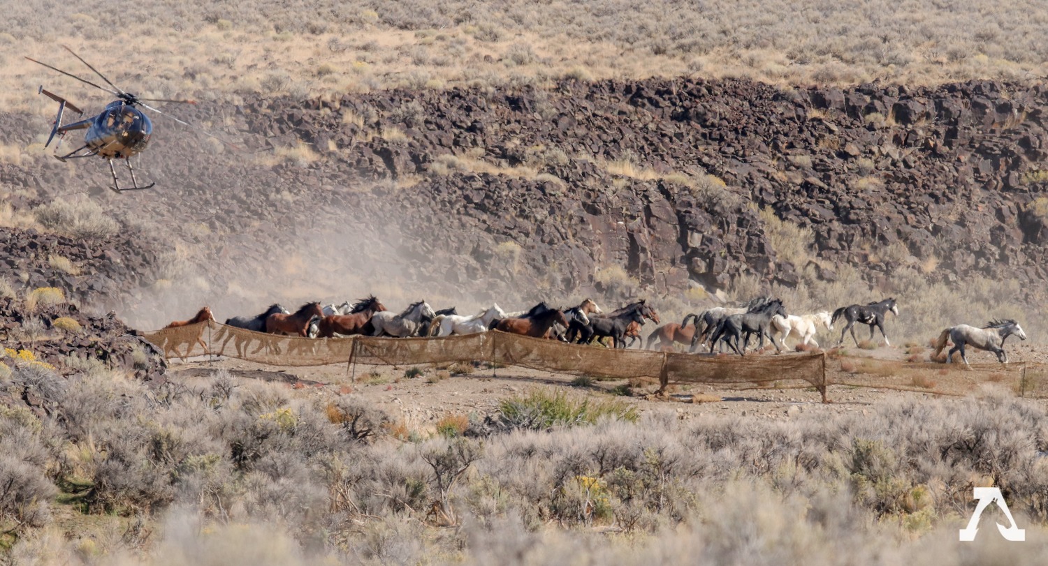 end wild horses being mass slaughtered