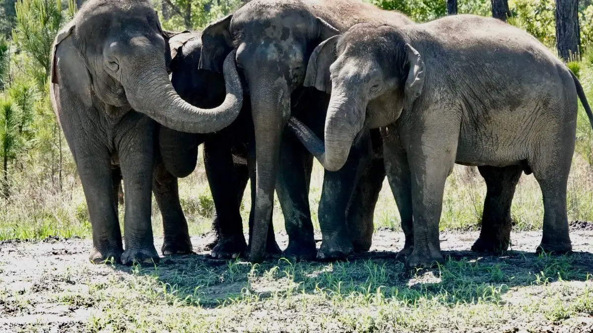 circus elephants