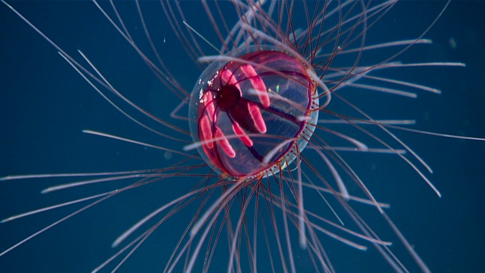 JELLYFISH