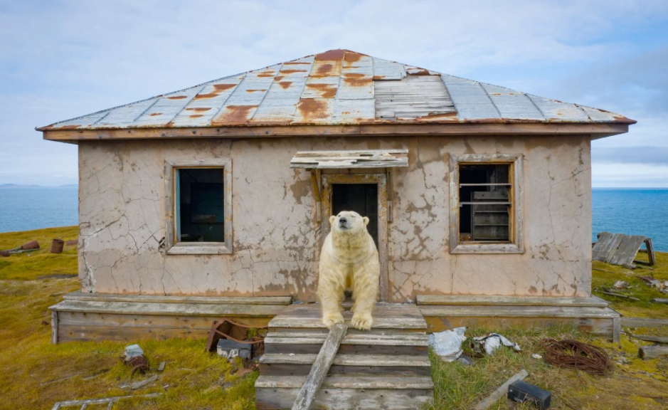 polar bears