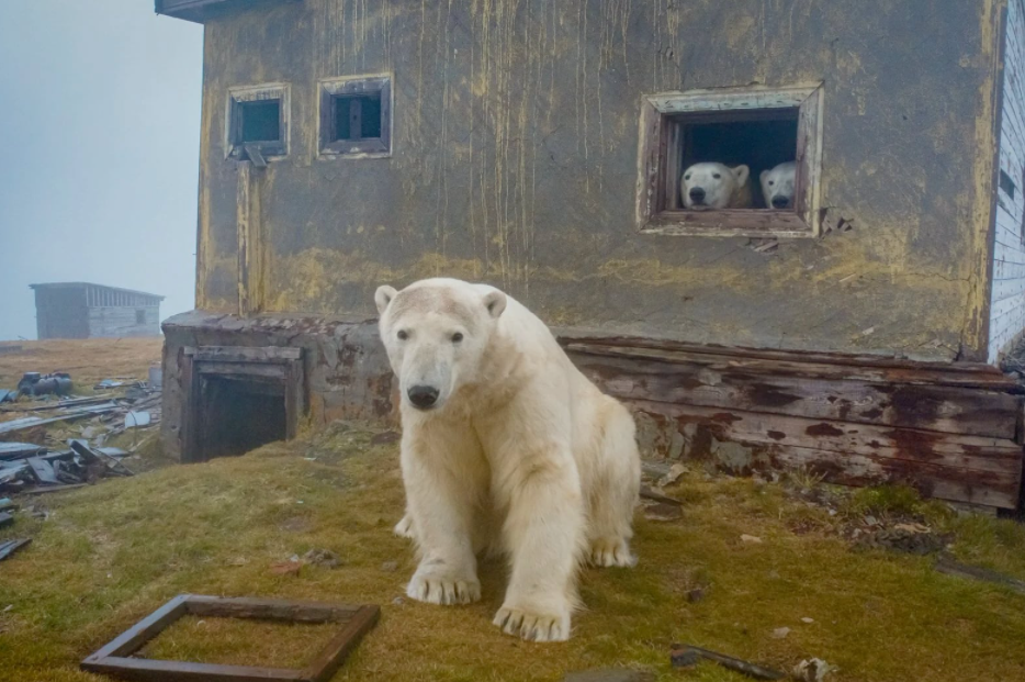 polar bears