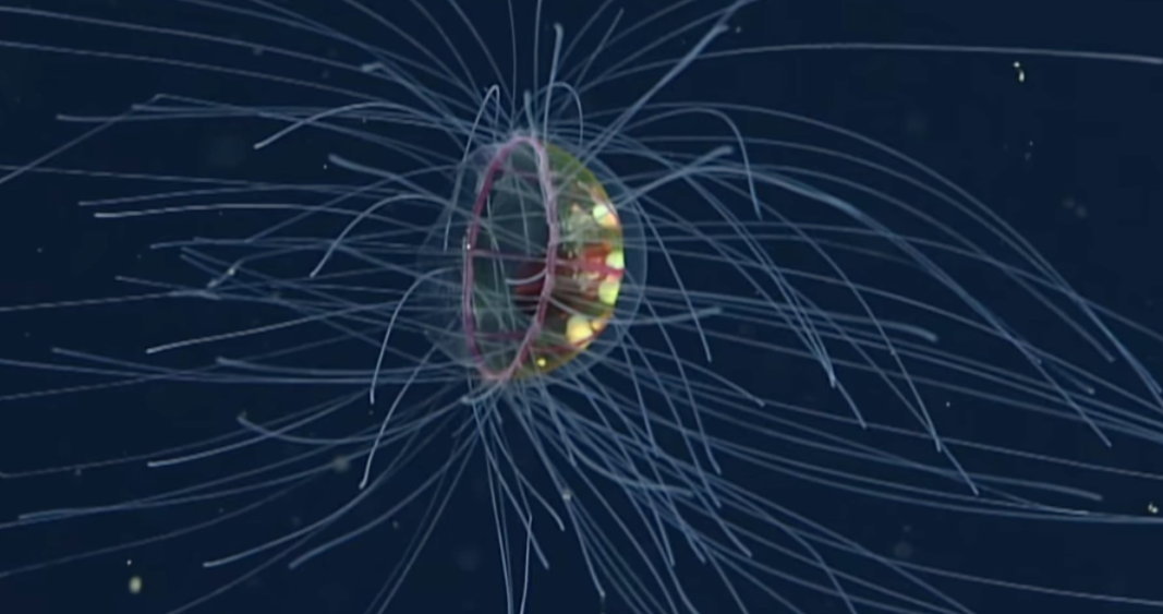 JELLYFISH