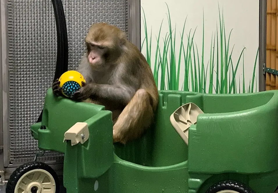 monkeys